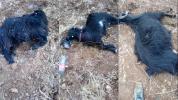 Main image for More Than 20 Livestock Poisoning Incidents Reported Against Jewish Farms in Yehuda and Shomron