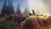 More Than 20 Livestock Poisoning Incidents Reported Against Jewish Farms in Yehuda and Shomron