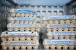 Egg Prices in Eretz Yisrael Set to Rise 2.1% Beginning November 1