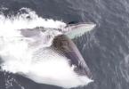 Main image for OCEAN GIANT GULPS 18,000 GALLONS: Welsh Drone Captures Fin Whale's Massive Feeding Moment