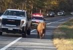 Main image for COW ON THE RUN: Highland Cow Maggie Leads New York Police on Wild Chase Before Officer Uses Lasso