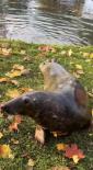 Main image for SENIOR SEAL'S LEAF-PILE FRENZY: 26-Year-Old Dawid Rolls Into Autumn Fun At Polish Zoo
