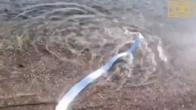 Seaside Visitors were shocked to find a rarely seen oarfish swimming in the shallow waters of Mexico.