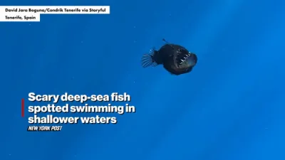 Scary deep-sea fish spotted swimming in shallow waters off coast of Africa.