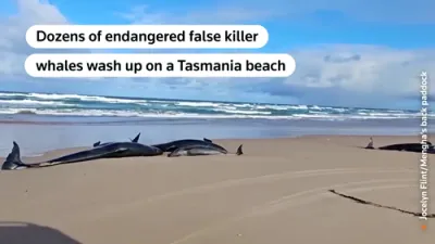 Watch as more than 150 False Killer Whales Stranded in Tasmania, Rescue Effort Underway.