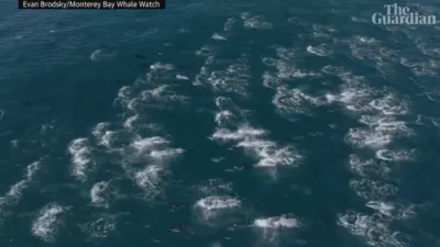 Thousands of Dolphins Spotted in Massive Rare 'Super Pod' Off California Coast