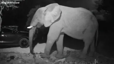 Parade of Wild Animals Turns Driveway into Safari Park