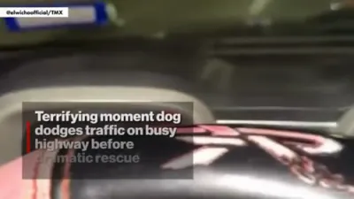 Dog Miraculously Dodges Traffic, Rescued from Busy Highway
