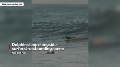 Surfers Share Waves with Dolphins in Jaw-Dropping Moment