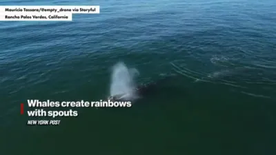 Magical Moment: Whales Create Rainbows with Their Spouts