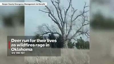 Heartbreaking Scenes as Blazes Spread: Wildfires Force Deer to Flee in Oklahoma