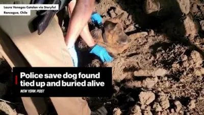 Police Save Dog Found tied up and Buried Alive in Rancagua, Chile. 