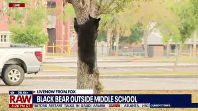 Bear Climbs Tree Outside Florida Middle School