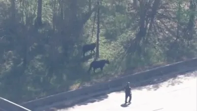 Authorities Scramble To Round Up Cows Who Causes Chaos on Houston.
