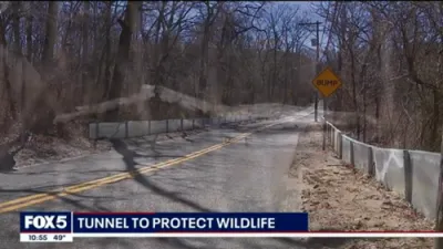 Long Island Digs 'Frog Tunnel' to Save Amphibians