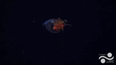 Rare Footage of Colossal Squid Captured for the First Time in Deep South Atlantic.