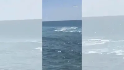 Shark Attack Off Haifa Coast: Diver Missing and Feared Dead in Massive Search.