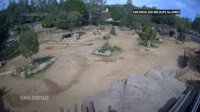 San Diego Zoo Elephants Shield Calves During Earthquake.