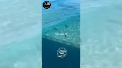 Dozens of Sharks Spotted After Deadly Attack of an Israeli Swimmer in Ashkelon. 