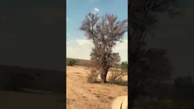 Leopard's Jaw-Dropping Mid-Air Attack on Monkey Caught on Camera.
