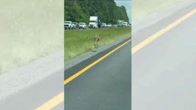 Runaway Kangaroo Halts Traffic on Alabama Interstate.