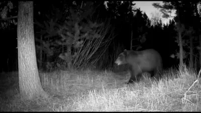 Sneaky Coyote Stuns Bear in Unexpected Forest Encounter.