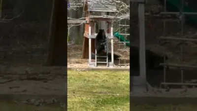 Bear Takes Wild Ride Down Backyard Slide in Hilarious Video.