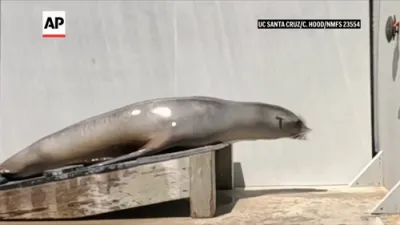 Scientist Surprised by Ronan the Sea Lion Bops to the Beat.