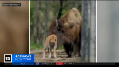 The Bronx Zoo Celebrates New Bison Calf Born on Earth Day.