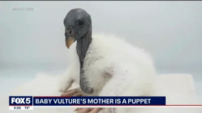 Bronx Zoo Celebrates First King Vulture Chick Hatch in 50 Years