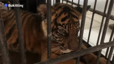 Rare Sumatran Tiger Cub Born in Indonesia is Offering Hope for Species' Survival.
