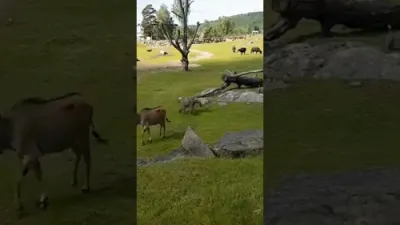 Baby Elephant Takes a Tumble, Then Returns Back to Mom Like a Clumsy Toddler.
