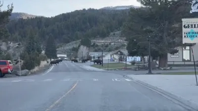 Residents Stunned as Bison Roams Through Town.