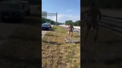 Barefoot Marine Vet &ldquo;Blue Collari-95 Brawler" Wrestles 6-Foot Alligator on Highway