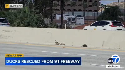 Baby Ducks Rescued After Getting Stranded on 91 Freeway in Riverside