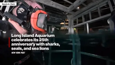 Inside LI Aquarium's Thrilling Shark Tank Experience.
