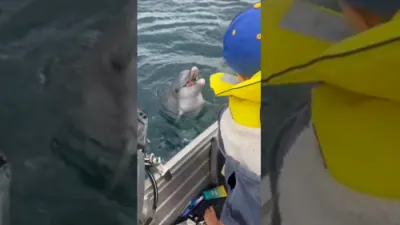 Little Boy Befriends Playful Dolphin Off Perth Coast.