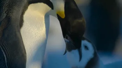 Baby Penguins Battle Fierce Storm.