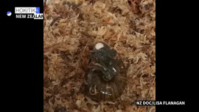 Rare New Zealand Snail Lays Egg from Its Neck.