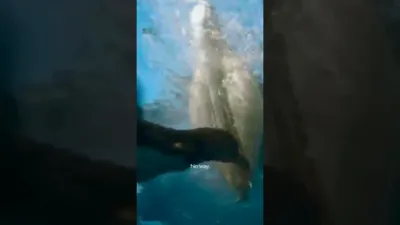 Sneaky Penguin Planning the Perfect Heist.