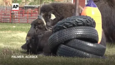 Meet Ice Age Survivors at Musk Ox Farm.