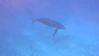 Divers Stunned as 'Singing' Whale Serenades Them.