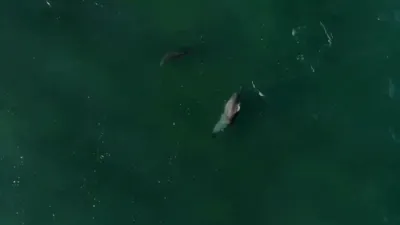 Dolphins Dance Beneath the Waves Off Coast.