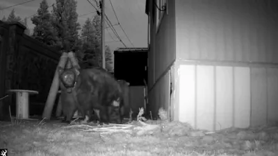 Adorable Bear Cub Catches a Free Ride on Mom's Back.