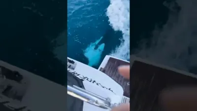 Orca Repeatedly Attacks Yacht.