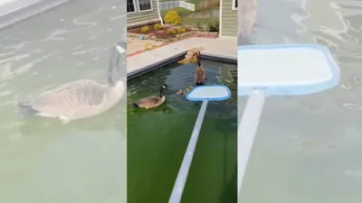 Man Builds Mini Stairway for Stranded Baby Geese.