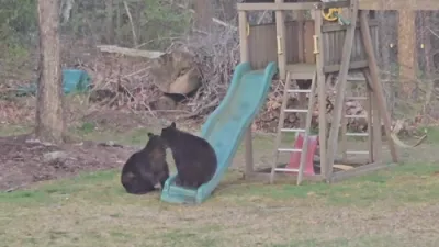 Unexpected Backyard Visitors: Connecticut Family Surprised by Bears Having Fun on Swing Set.