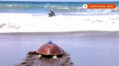 Loggerhead Turtle 'Amadora' Returns to Ocean After Swallowing 10cm Fishing Hook.