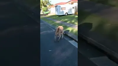 Curious Kangaroo Gets Up Close and Personal with Camera in Adorable Encounter.