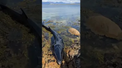 Tour Operator Rescues Stranded Whale.